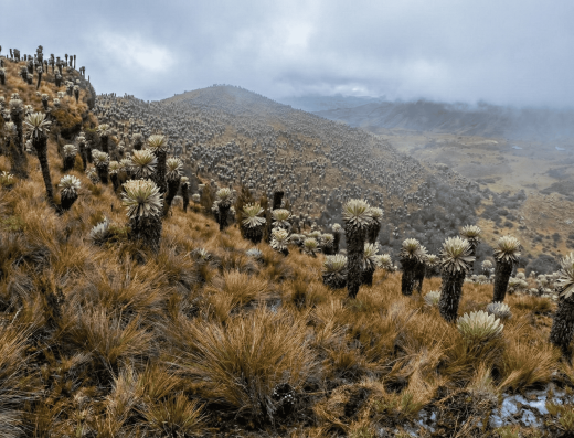 Páramo de los Curies, Boyacá