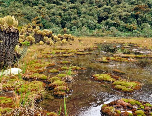 “Paisaje de bosques de niebla y montañas del Parque Nacional Natural Tatamá, cerca de Pueblo Rico en Risaralda, con laderas verdes cubiertas de neblina.”