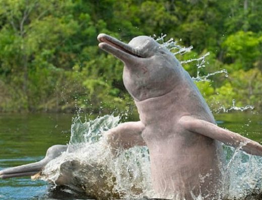 🐬 Lago Tarapoto — El Hogar de los Delfines Rosados