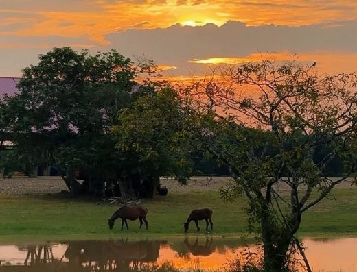 🌅 Atardeceres y Cabalgatas — El Alma de la Ruta del Llano