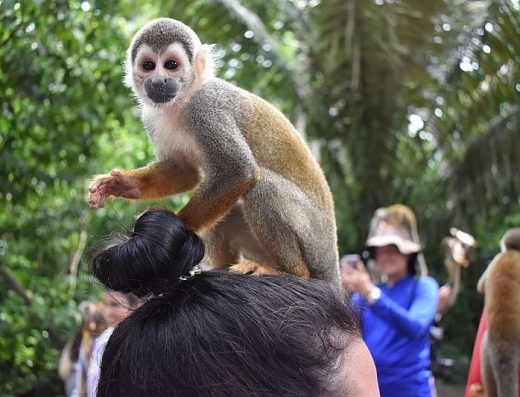 🐒 Isla de los Micos — Encuentro con Primates en el Amazonas