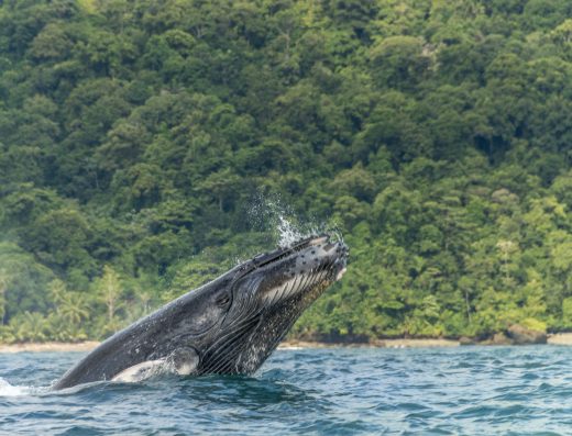 🌿 Playa Mecana — Naturaleza Virgen y Estuarios en Nuquí