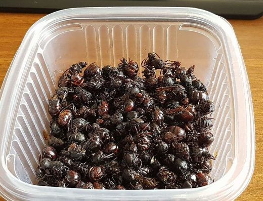 🐜 Hormigas Culonas — El Snack Exótico de Santander