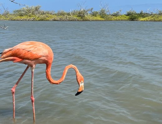 🏜️ Musichi — Reserva de Vida Silvestre y Flamencos en Manaure