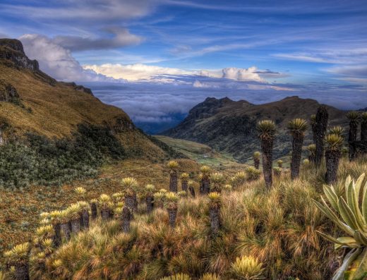 Parque Nacional Natural Los Nevados — Páramo, Frailejones y Nieve en los Andes Colombianos