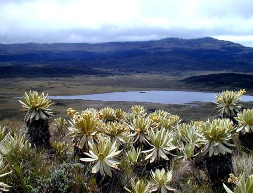 Parque Nacional Natural Puracé — Volcán Activo, Frailejones y Páramo Andino
