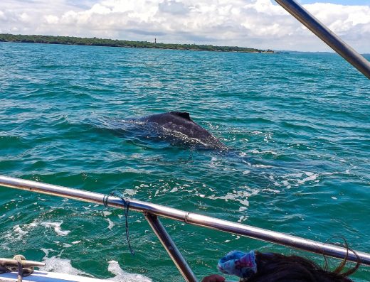 🐳 Juanchaco — Puerta de Entrada a las Ballenas en el Valle
