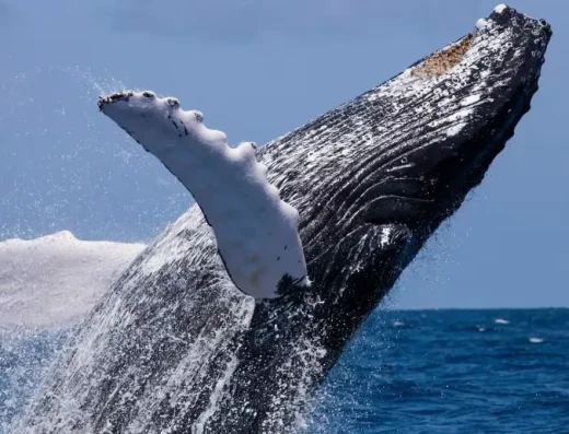Nuquí — Ballenas Jorobadas y Selva Virgen del Pacífico Colombiano