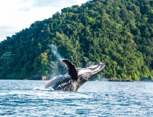 🐋 Ensenada de Utría — El Santuario Natural del Pacífico Colombiano