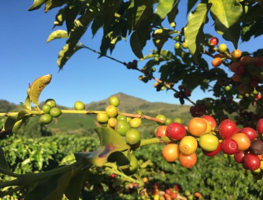 Tour del Café en el Eje Cafetero — De la Siembra a la Taza en Colombia