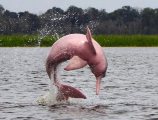 Parque Nacional Natural Amacayacu — Selva Amazónica y Delfines Rosados en Leticia