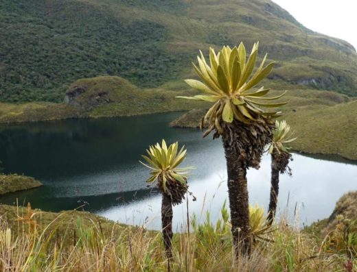 Parque Nacional Natural Puracé — Volcán Activo, Frailejones y Páramo Andino