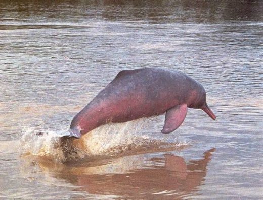 🐬 Lago Tarapoto — El Hogar de los Delfines Rosados