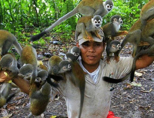 🐒 Isla de los Micos — Encuentro con Primates en el Amazonas