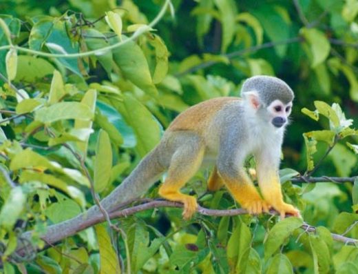 🐒 Isla de los Micos — Encuentro con Primates en el Amazonas
