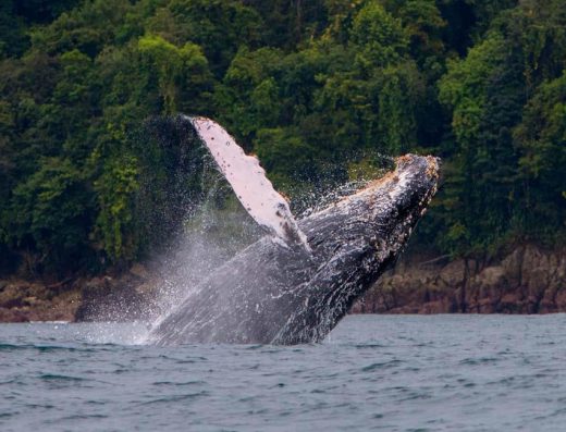 Nuquí — Ballenas Jorobadas y Selva Virgen del Pacífico Colombiano