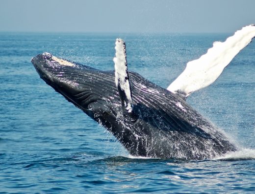 🐋 Avistamiento de Ballenas en el Pacífico – Whale Watching Colombia