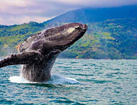 🐳 Juanchaco — Puerta de Entrada a las Ballenas en el Valle