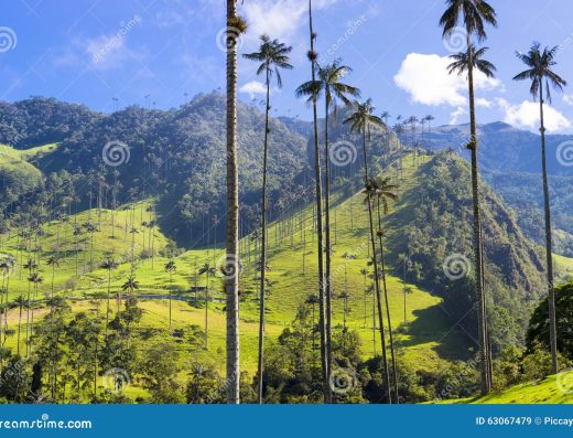 Salento y el Valle de Cocora — Las Palmas de Cera Más Altas del Mundo