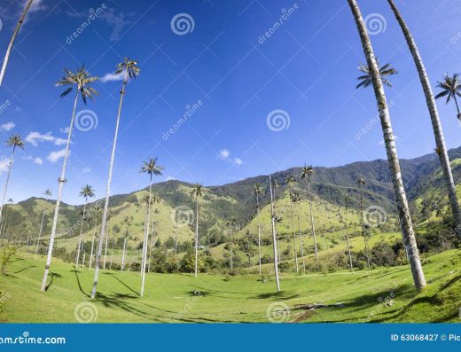 Salento y el Valle de Cocora — Las Palmas de Cera Más Altas del Mundo