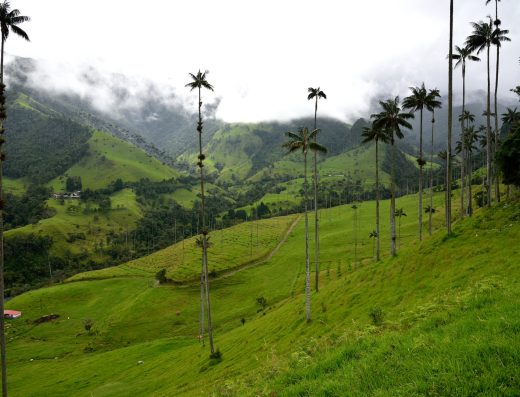 Salento y el Valle de Cocora — Paisaje Cultural Cafetero 🌴☕