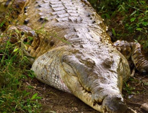 Descubre Orocué, Casanare, un destino de naturaleza, cultura llanera y turismo fluvial a orillas del río Meta, ideal para vivir la esencia de la Orinoquía colombiana. cocodrilos