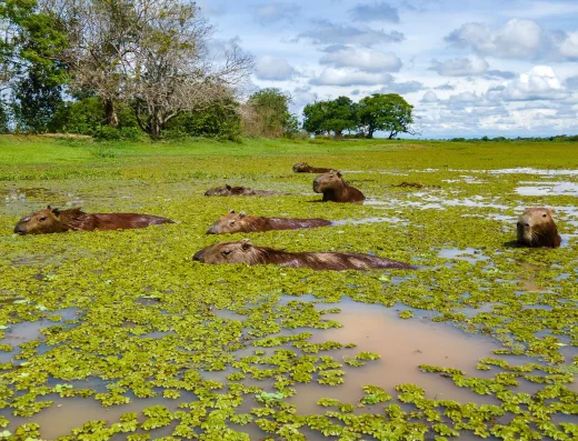La temporada seca, entre diciembre y marzo, es ideal para observar fauna, ya que muchos animales se concentran alrededor de los cuerpos de agua.