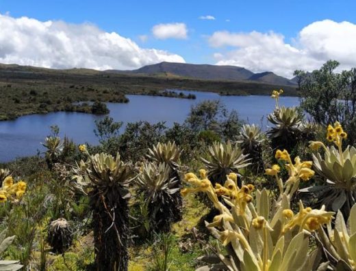 🌴 Bosque de Palmas de Cera La Samaria — Catedral Natural del Árbol Nacional en San Félix, Salamina