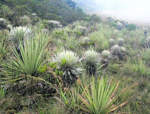 💎 Ruta de la Esmeralda y Paisajes Mineros — Aventura Geológica y Verde Intenso en Muzo