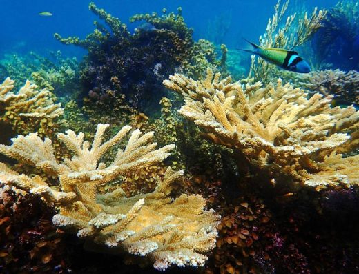 Buceo y Snorkel en San Andrés — Arrecifes de Coral del Caribe Colombiano