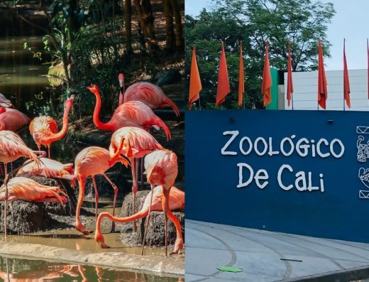 🐒 Zoológico de Cali — Pasión por la Vida y la Conservación