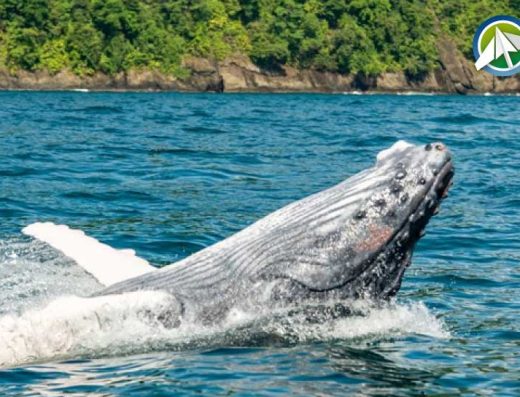 🐋 Nuquí — Selva, Mar y el Canto de las Ballenas