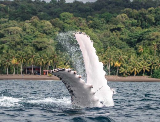 🐋 Nuquí — Selva, Mar y el Canto de las Ballenas