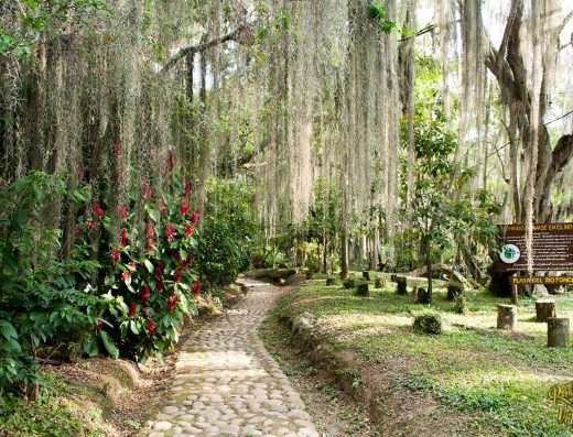 🌳 Parque Natural El Gallineral — El Corazón de San Gil