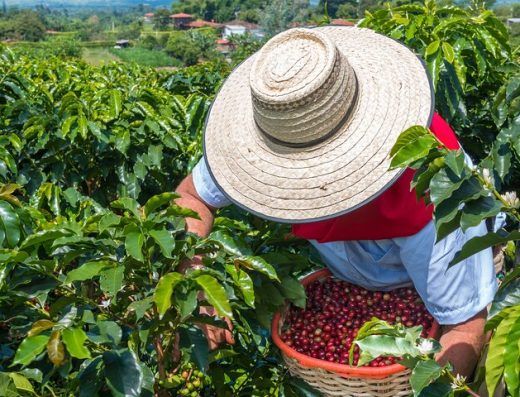 Panorama de una finca cafetera en Salento con cafetales verdes, montañas y cultura cafetera tradicional