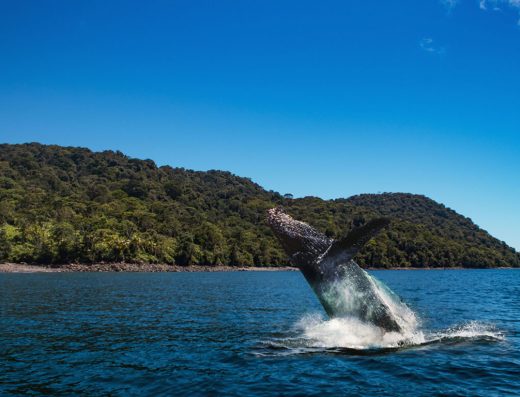 Isla Gorgona — La Isla del Cóndor y el Parque Nacional del Pacífico Colombiano