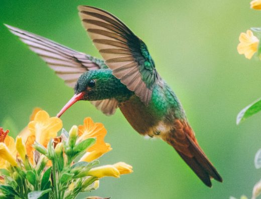 Avistamiento de Aves en Colombia — Birdwatching en el País Más Biodiverso del Mundo