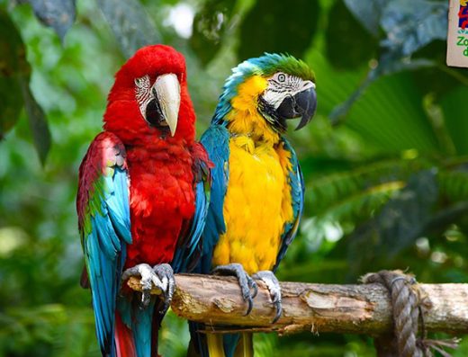 🐒 Zoológico de Cali — Pasión por la Vida y la Conservación