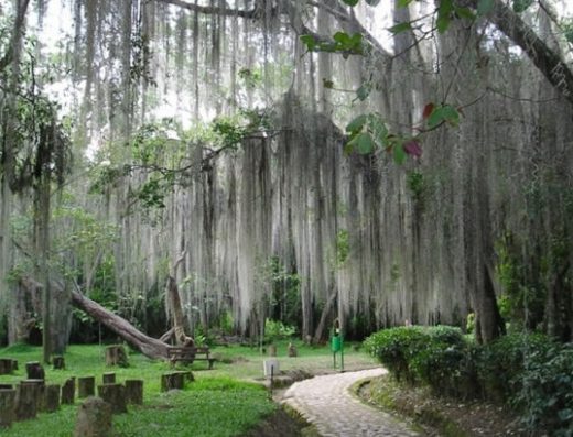 🌳 Parque Natural El Gallineral — El Corazón de San Gil