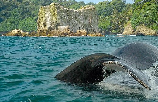 Isla Gorgona — La Isla del Cóndor y el Parque Nacional del Pacífico Colombiano