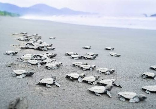 Gracias a su bajo nivel de intervención humana, muchos de sus ecosistemas permanecen prácticamente intactos.