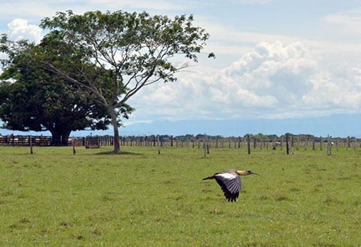 Cravo Norte Arauca: descubre la inmensidad de los Llanos Orientales