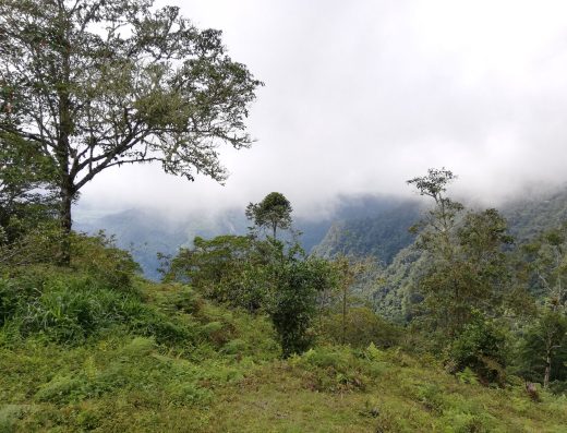 Parque Nacional Natural Serranía de las Quinchas — Selva Tropical Húmeda y Paraíso de Aves en Boyacá