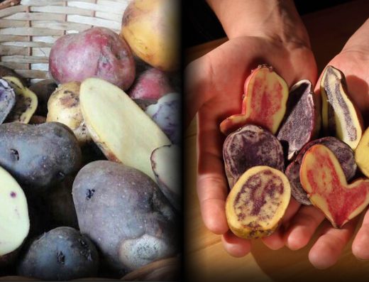 🥔 Papas Nativas y Tubérculos Andinos — Agrobiodiversidad, Colores y Sabiduría de Páramo