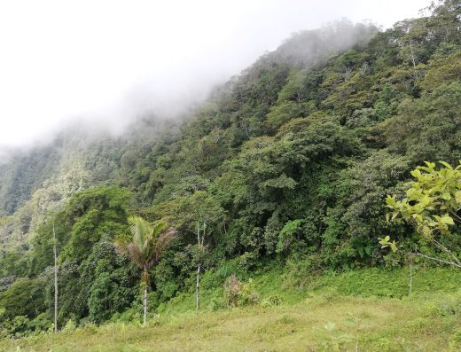 🌴 Parque Simón Bolívar y Tradición Datilera — El Corazón Verde de la Capital del Norte en Soatá